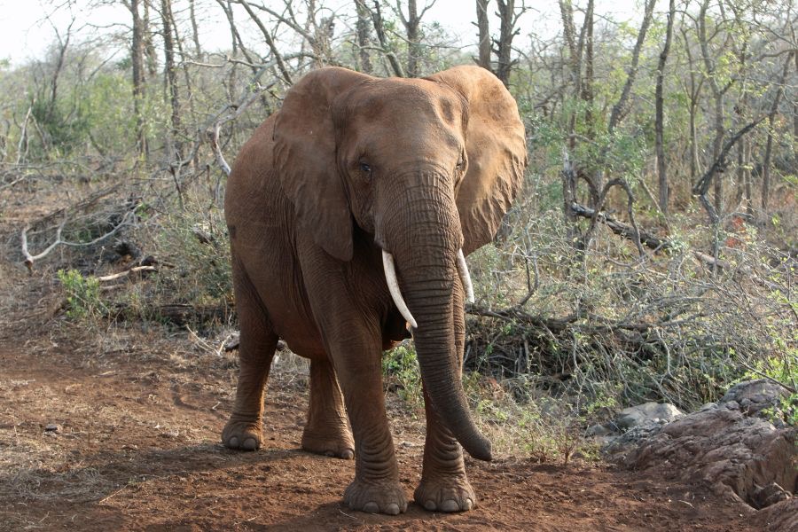 ELEPHANT...  with broken tusk.JPG