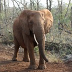 ELEPHANT...  with broken tusk.JPG