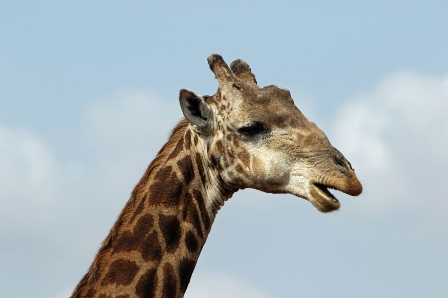 GIRAFFE.   headshot.JPG