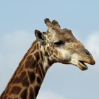 GIRAFFE.   headshot.JPG