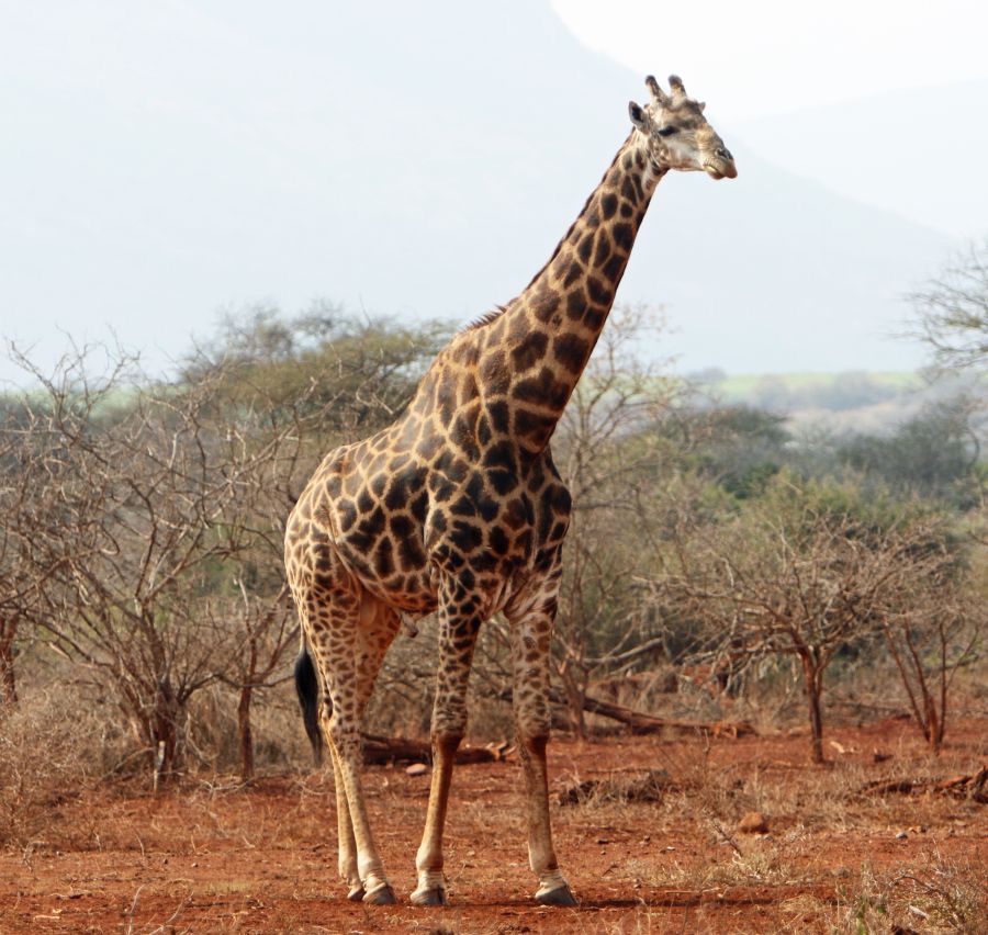 GIRAFFE..              in the bush.JPG