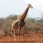 GIRAFFE..              in the bush.JPG