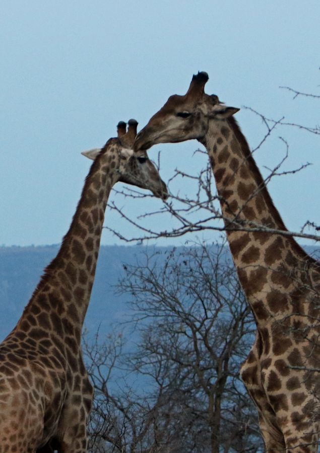 GIRAFFES  courting at dusk.JPG