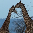 GIRAFFES  courting at dusk.JPG