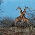 GIRAFFES.     friends at dusk.JPG