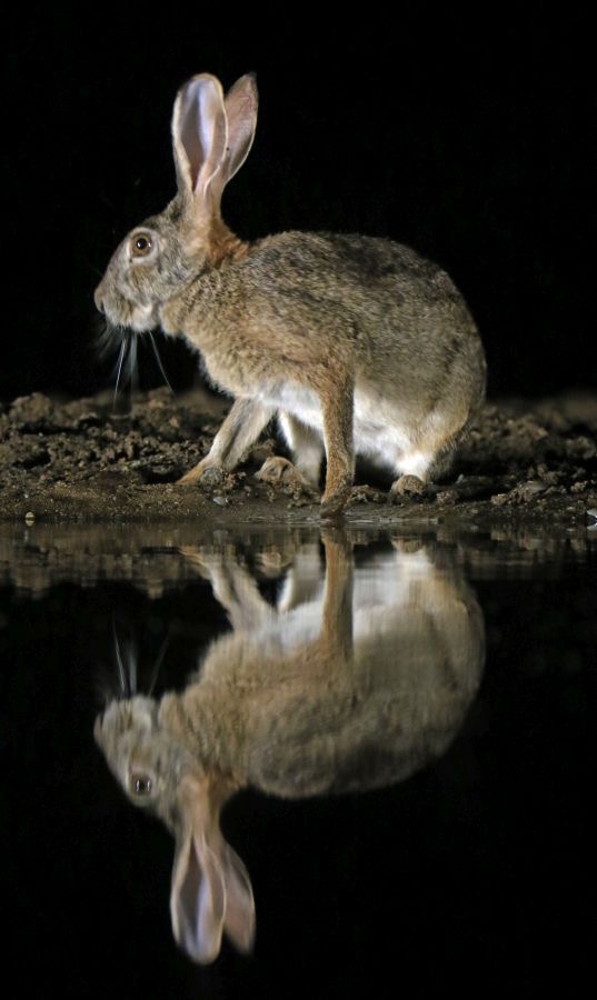 HARE.          SCRUB  sideviewe.JPG