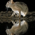 HARE.          SCRUB  sideviewe.JPG