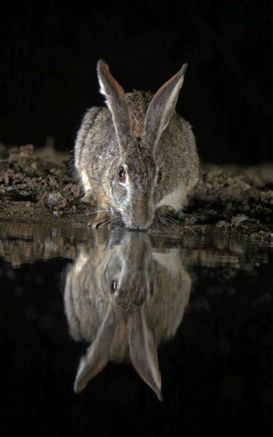HARE.          SCRUB.  drinking.JPG