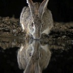 HARE.          SCRUB.  drinking.JPG