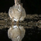 HARE.          SCRUB..JPG