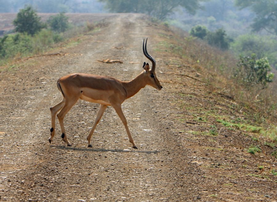 IMPALA.   male   crossing track.JPG