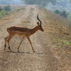 IMPALA.   male   crossing track.JPG