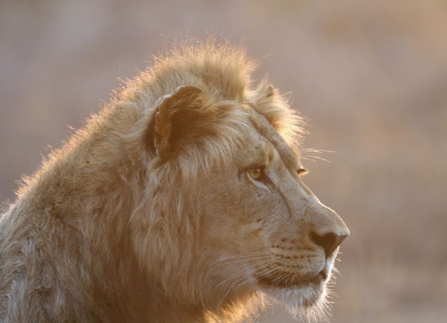 LION male.  at sunrise.JPG