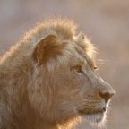 LION male.  at sunrise.JPG