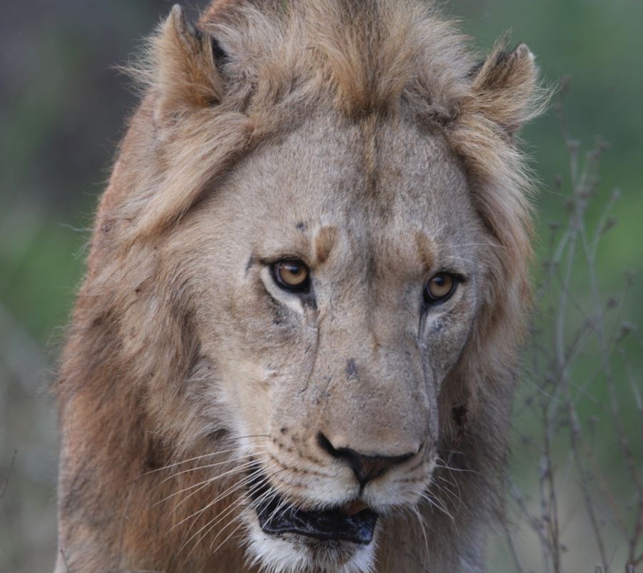 LION.  male   headshot.JPG