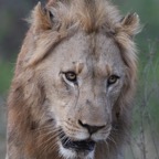LION.  male   headshot.JPG