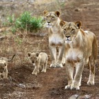 LIONESS (2)    with 2 CUBS.JPG