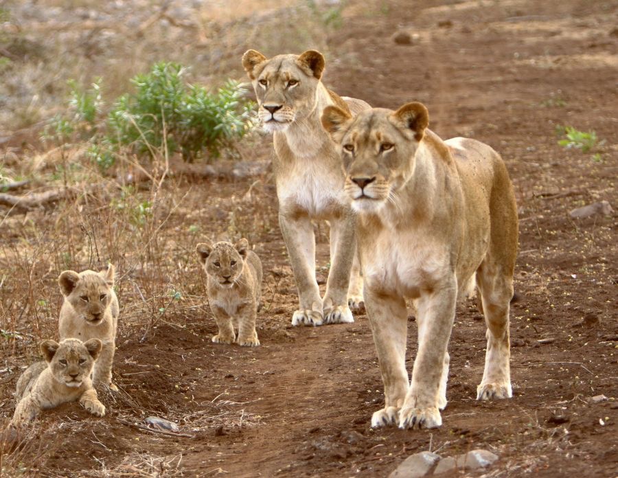 LIONESS (2)   with 3 CUBS.jpg