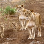LIONESS (2)   with 3 CUBS.jpg