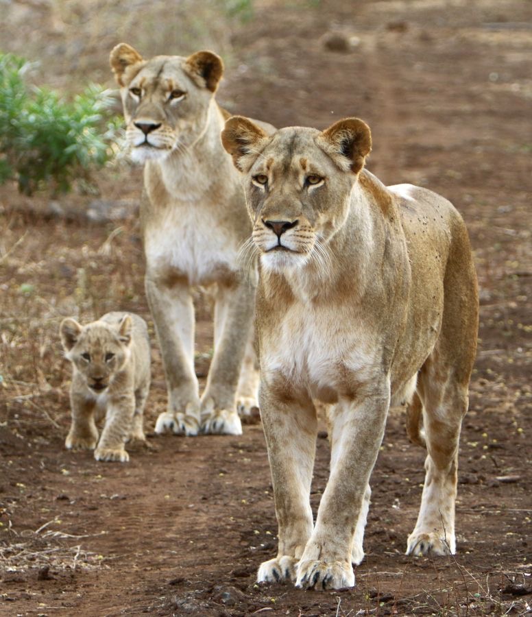 LIONESS (2) with  1 CUB.jpg