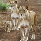 LIONESS (2) with  1 CUB.jpg