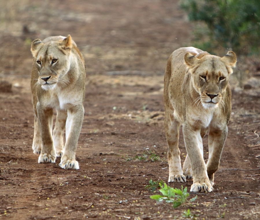 LIONESS (2).     early morning.jpg