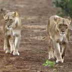 LIONESS (2).     early morning.jpg