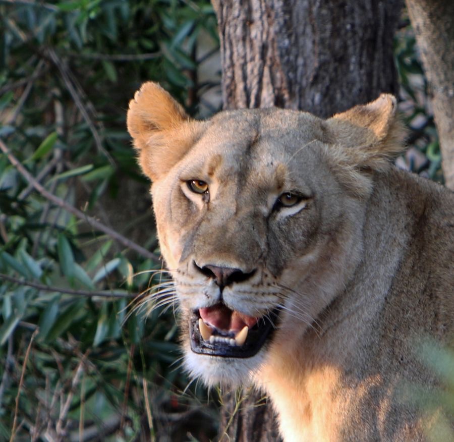 LIONESS.     roaring at Buffalos.JPG