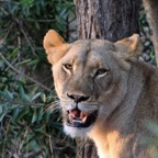 LIONESS.     roaring at Buffalos.JPG