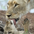 LIONESS.    licking chin of Cub.JPG