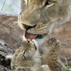 LIONESS.   licking Cub.JPG