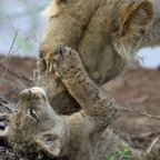 LIONESS.  with    Cub.JPG
