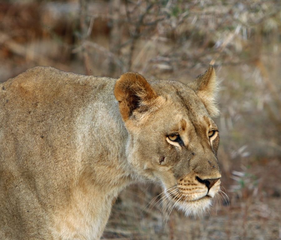 LIONESS..    hunting.jpg
