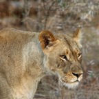 LIONESS..    hunting.jpg