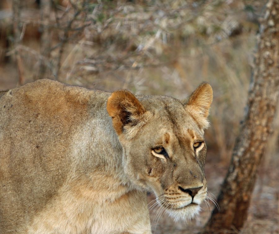 LIONESS...    hunting.JPG