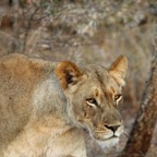 LIONESS...    hunting.JPG