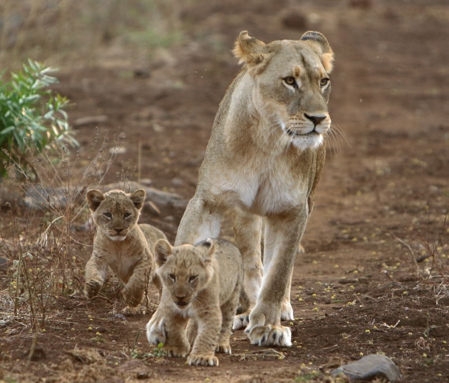 LIONESS...  with    2 CUBS..JPG