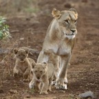 LIONESS...  with    2 CUBS..JPG