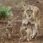 LIONESS... with    2 CUBS.JPG