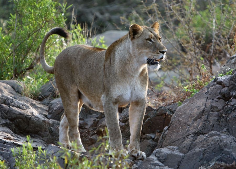 LIONESS....  looking for rock pool.jpg