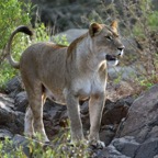 LIONESS....  looking for rock pool.jpg
