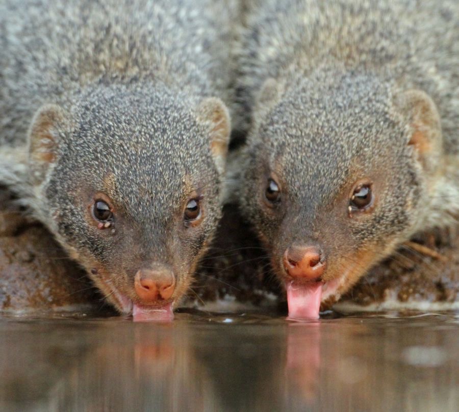 MONGOOSE DUO    drinking.JPG