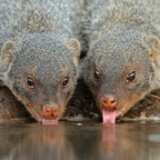 MONGOOSE DUO    drinking.JPG