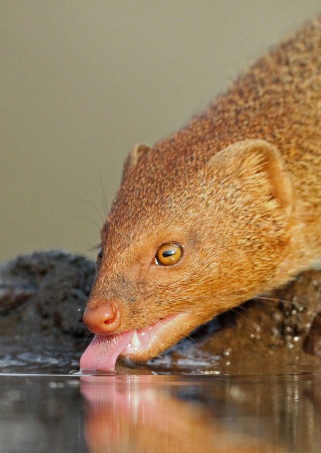 MONGOOSE.     SLENDER.        drinking.JPG