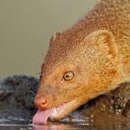 MONGOOSE.     SLENDER.        drinking.JPG