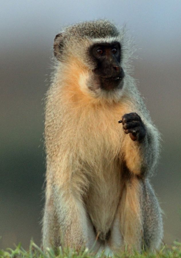 MONKEY.      VERVET.JPG