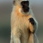 MONKEY.      VERVET.JPG