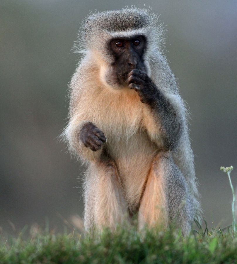 MONKEY...     VERVET...JPG