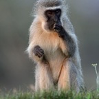 MONKEY...     VERVET...JPG