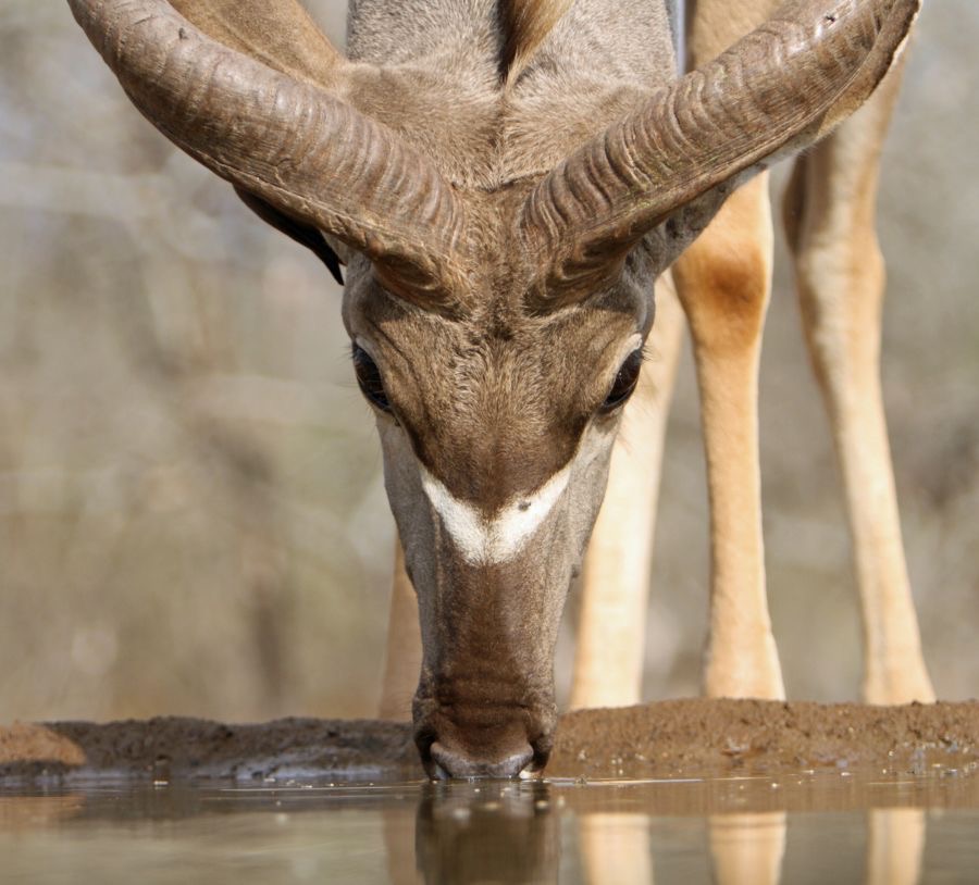 NYALA.  male   drinking.JPG